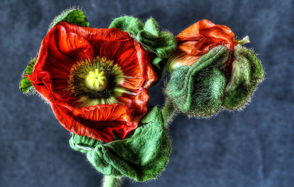 Mohn by Heike Roesner ~ HeRo-Fotografie~ 