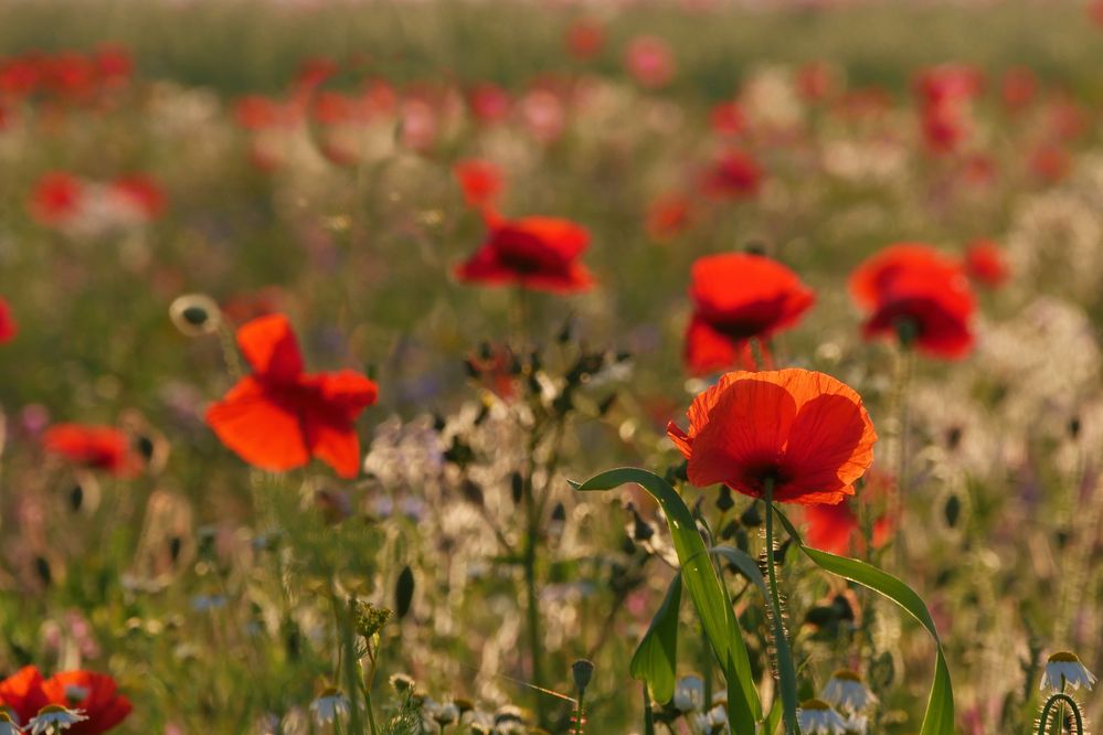 MOHN