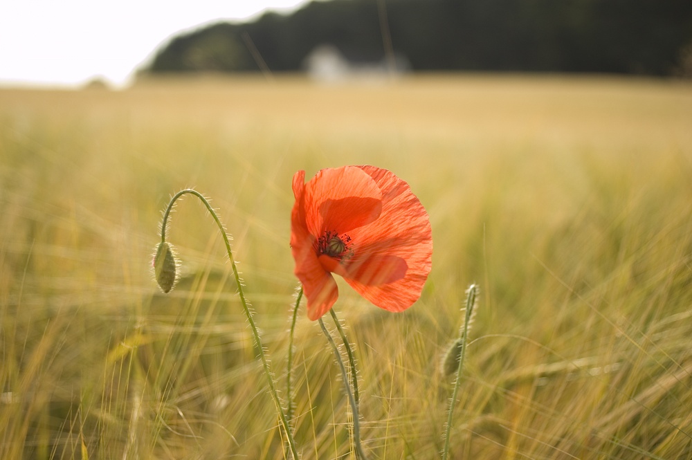 Mohn