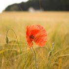 Mohn