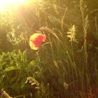 Mohn