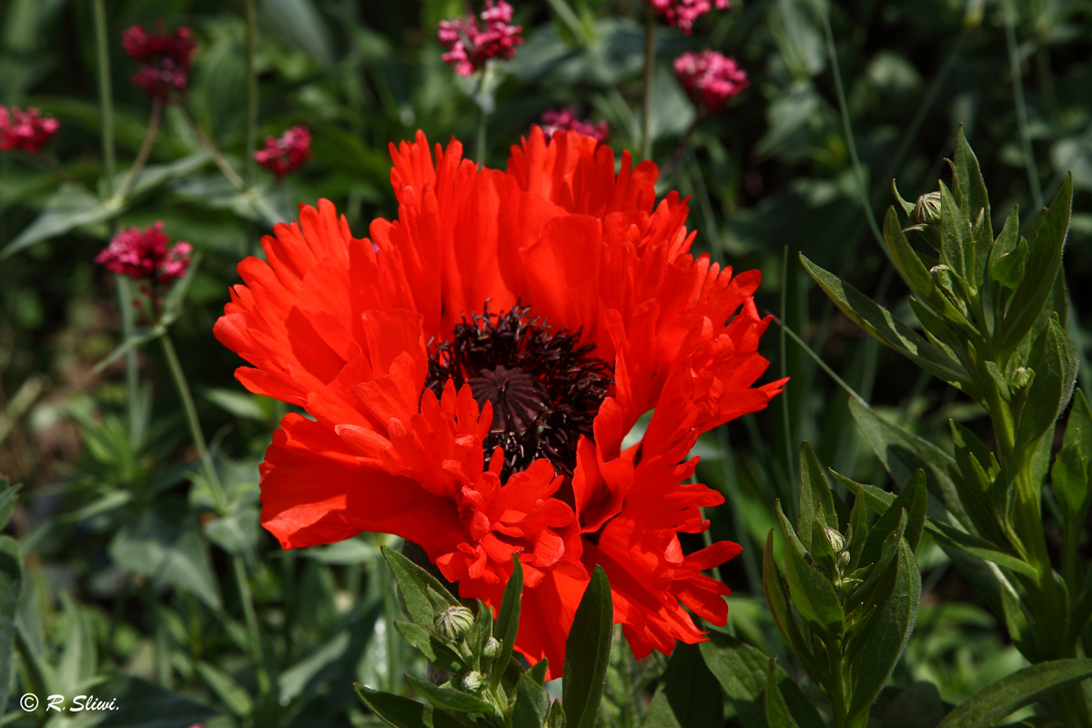 Mohn