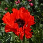 Mohn