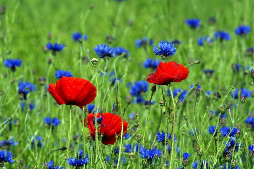 Mohn