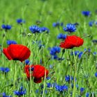 Mohn