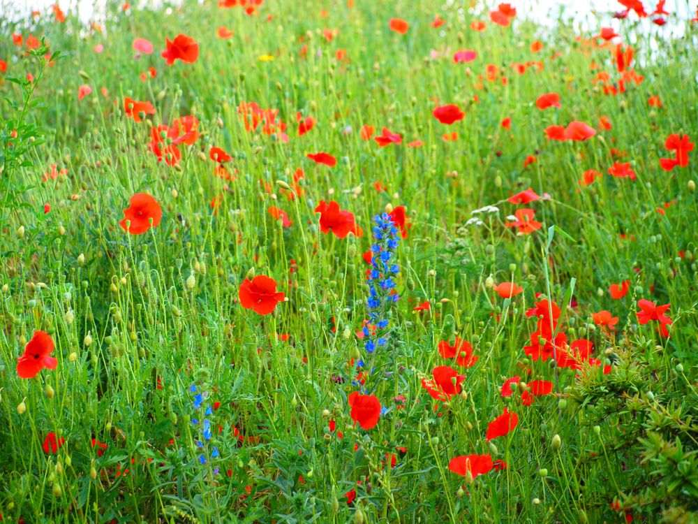 Mohn