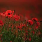 Mohn