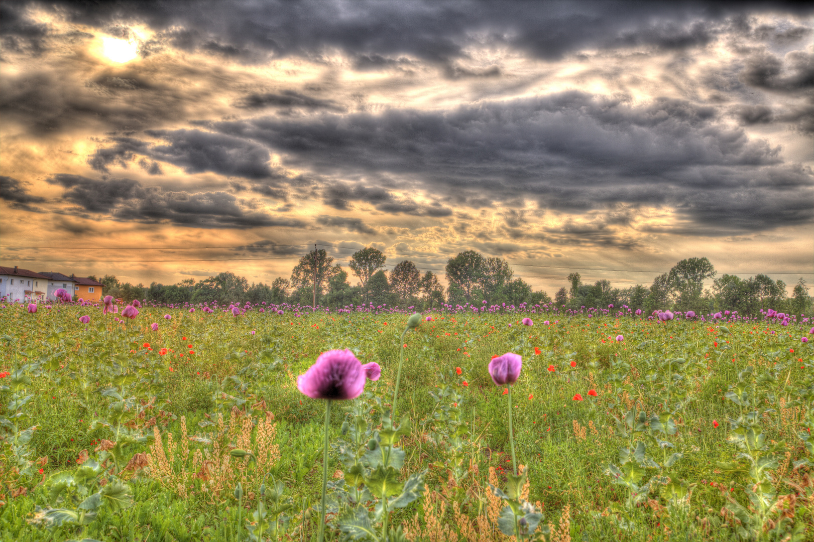 Mohn