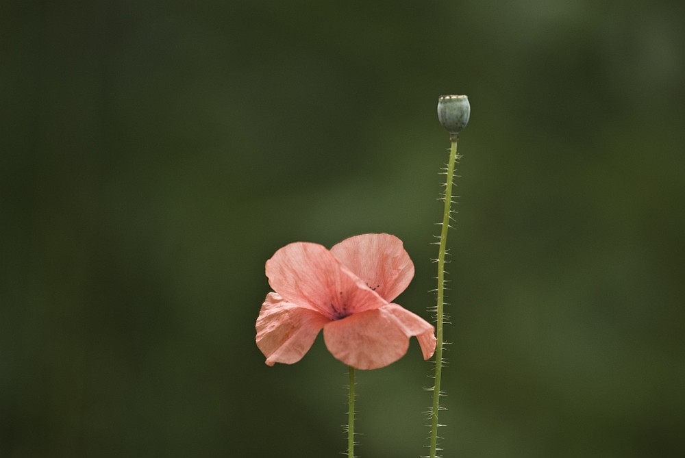 Mohn