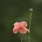 Mohn