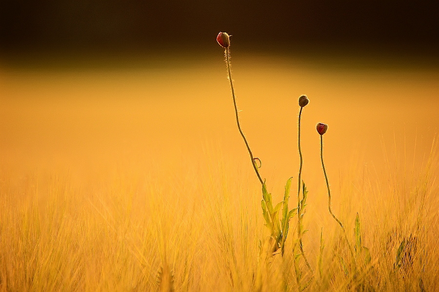 Mohn