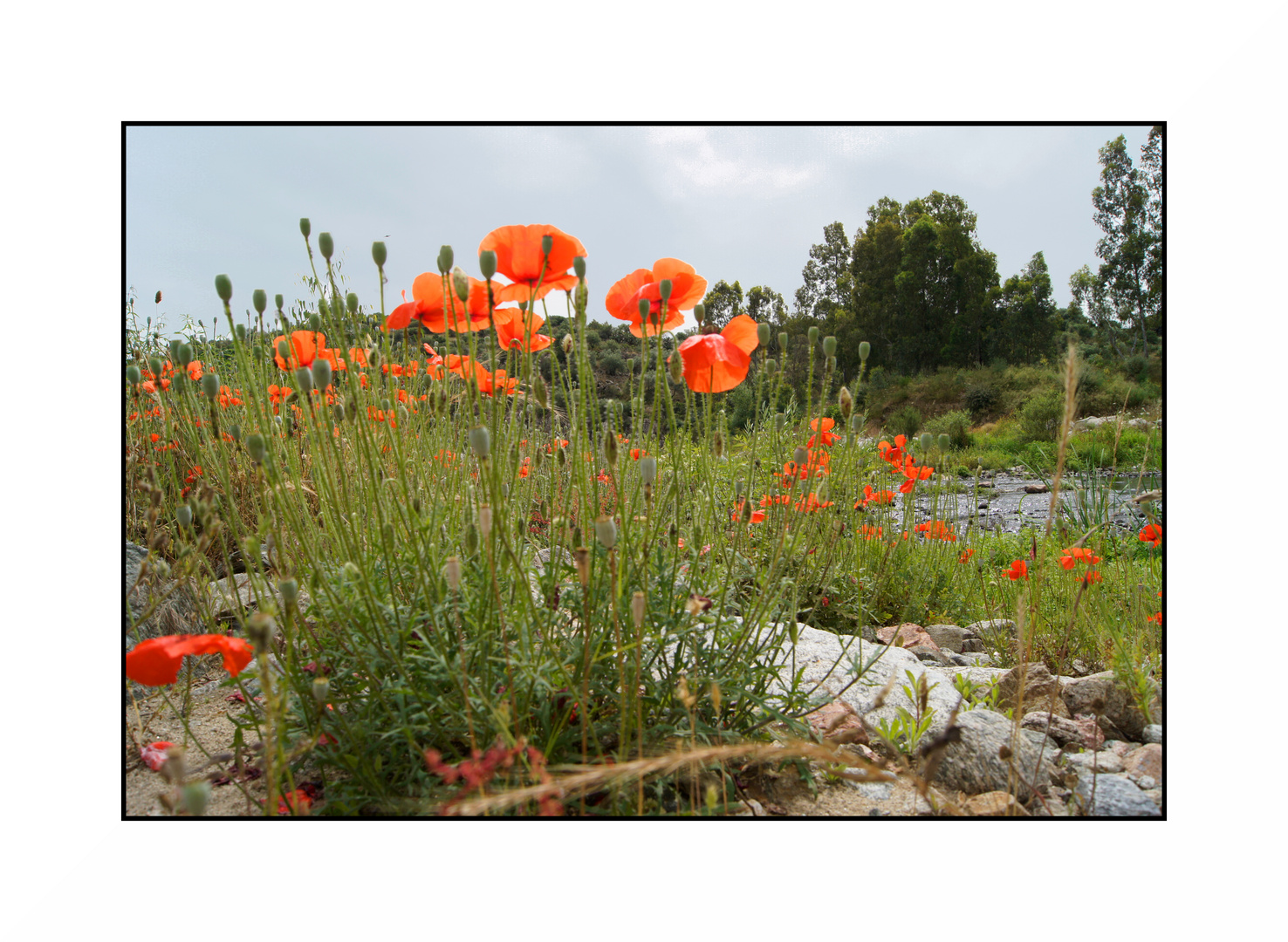 Mohn 