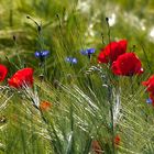 Mohn