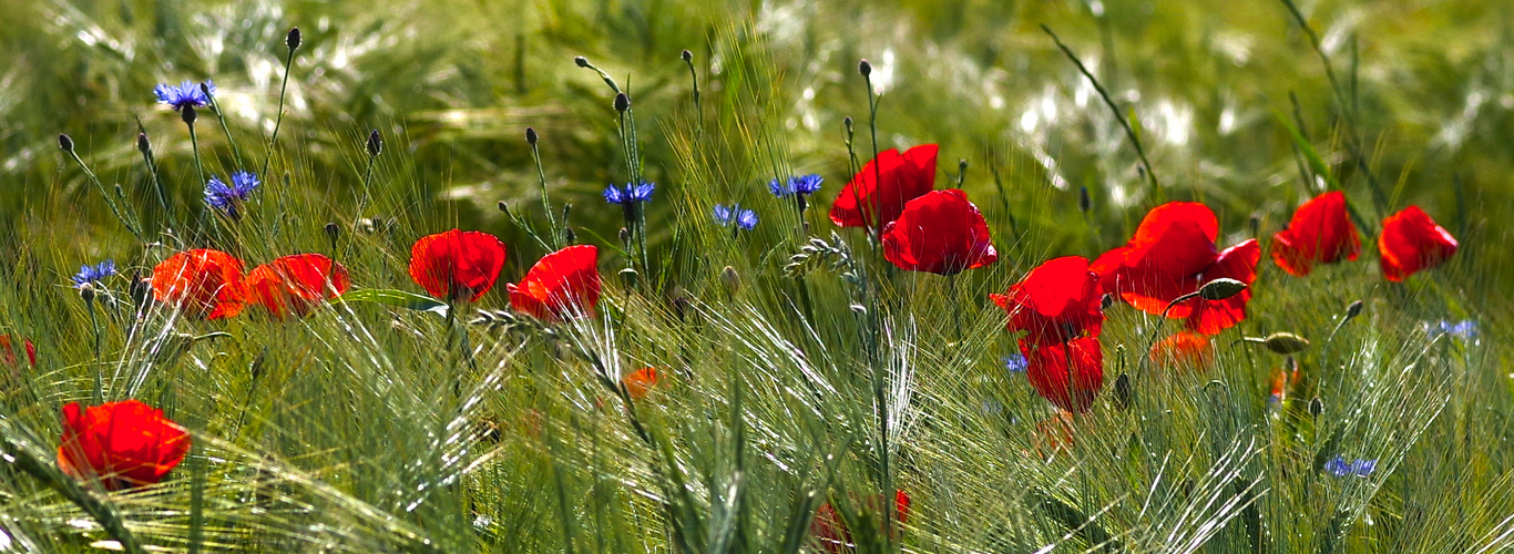 Mohn