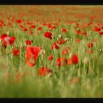 MOHN