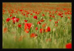 MOHN