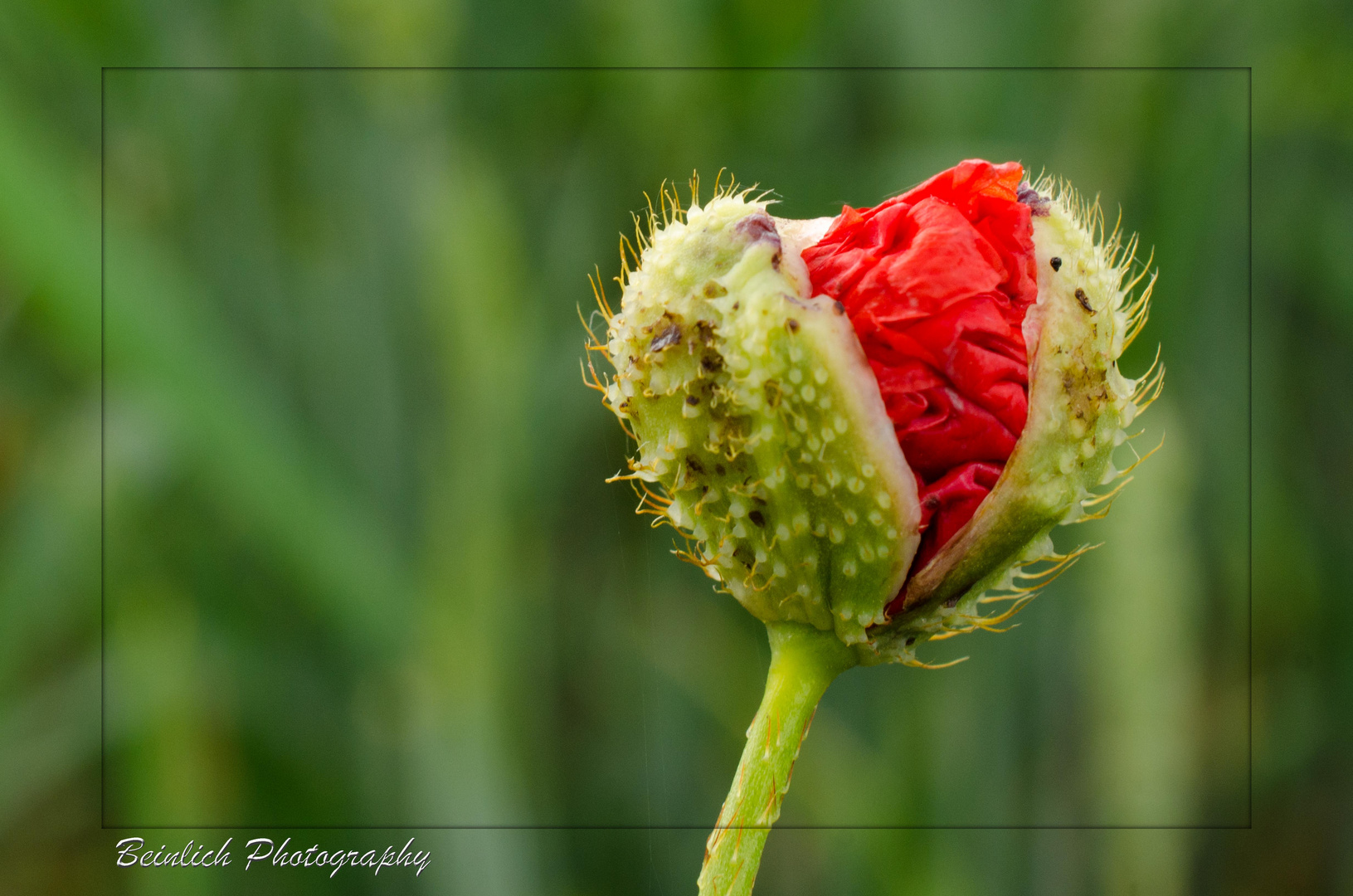 Mohn