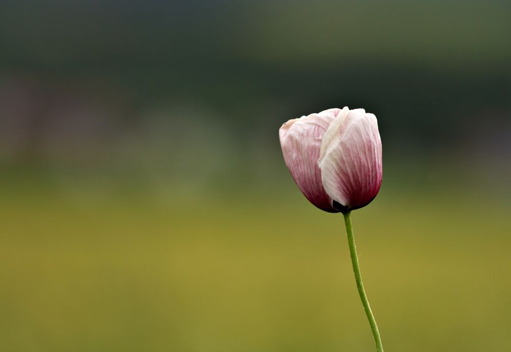 Mohn