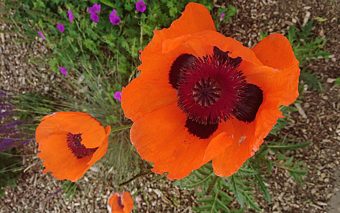 Mohn