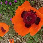 Mohn