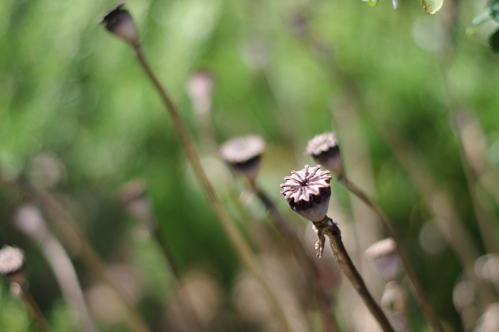 mohn