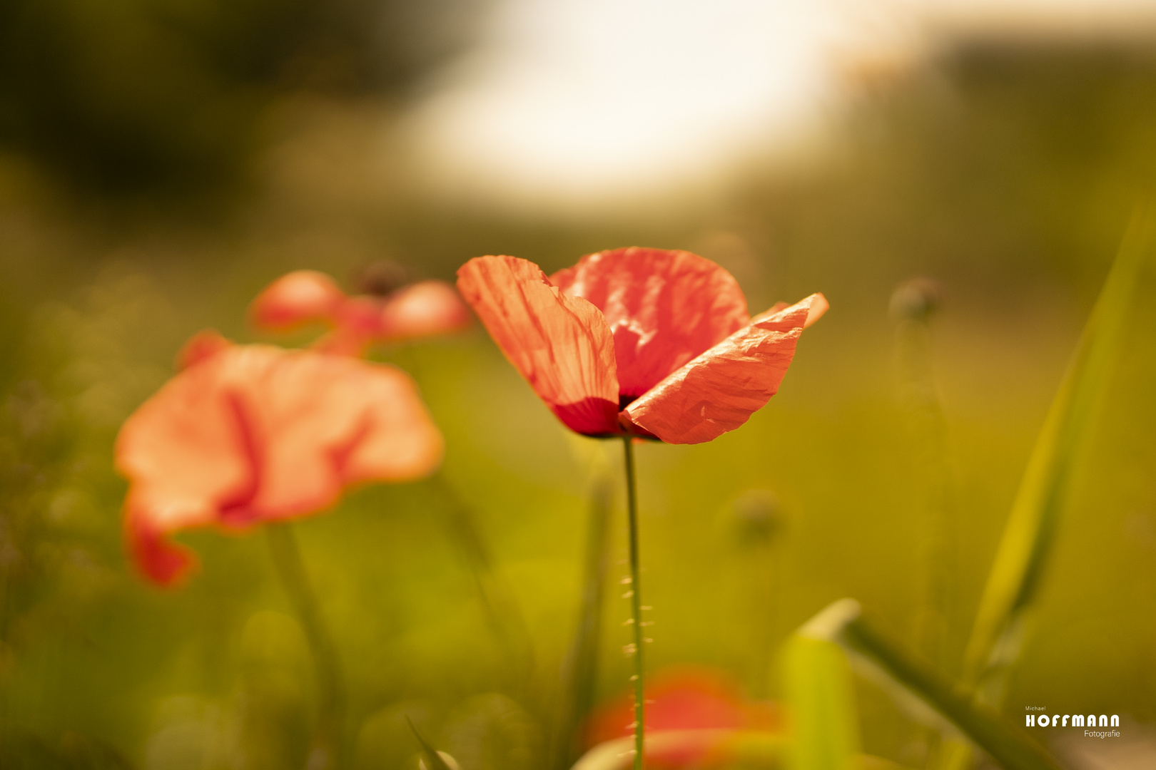 Mohn