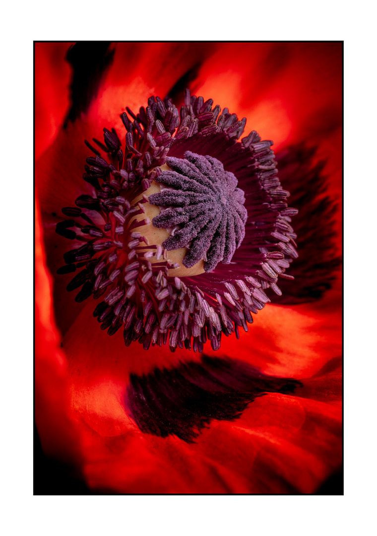 Mohn