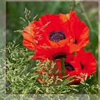 Mohn