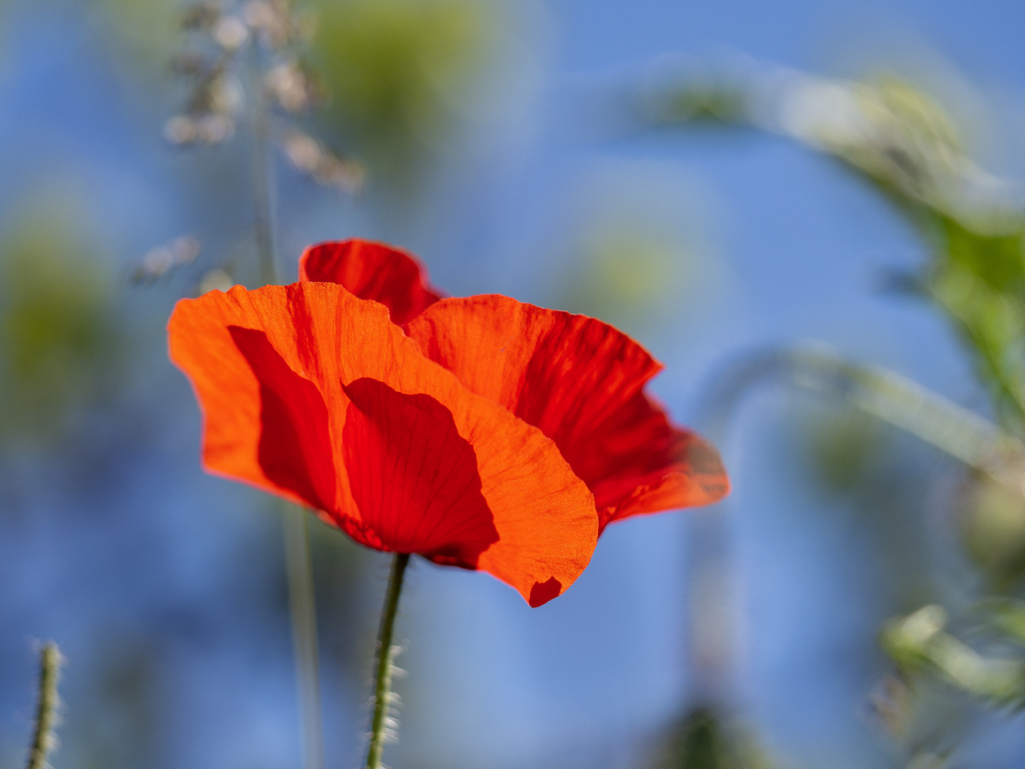 Mohn