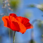 Mohn