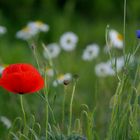 MOHN