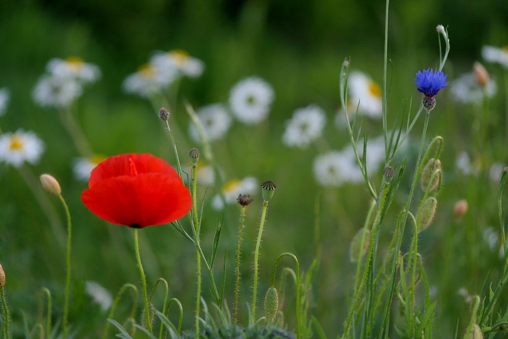 MOHN