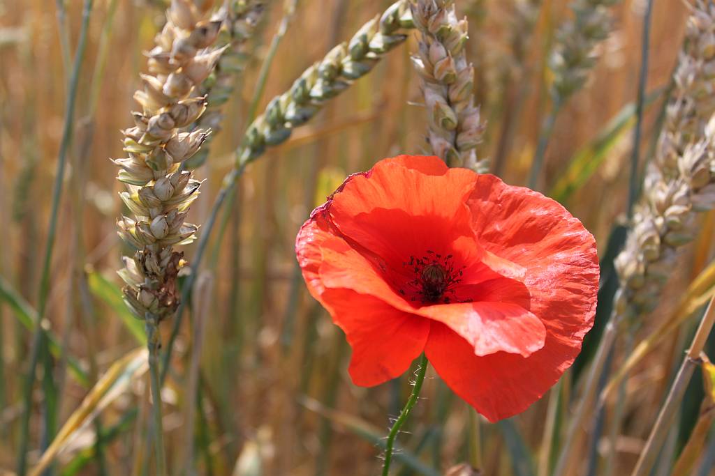 Mohn