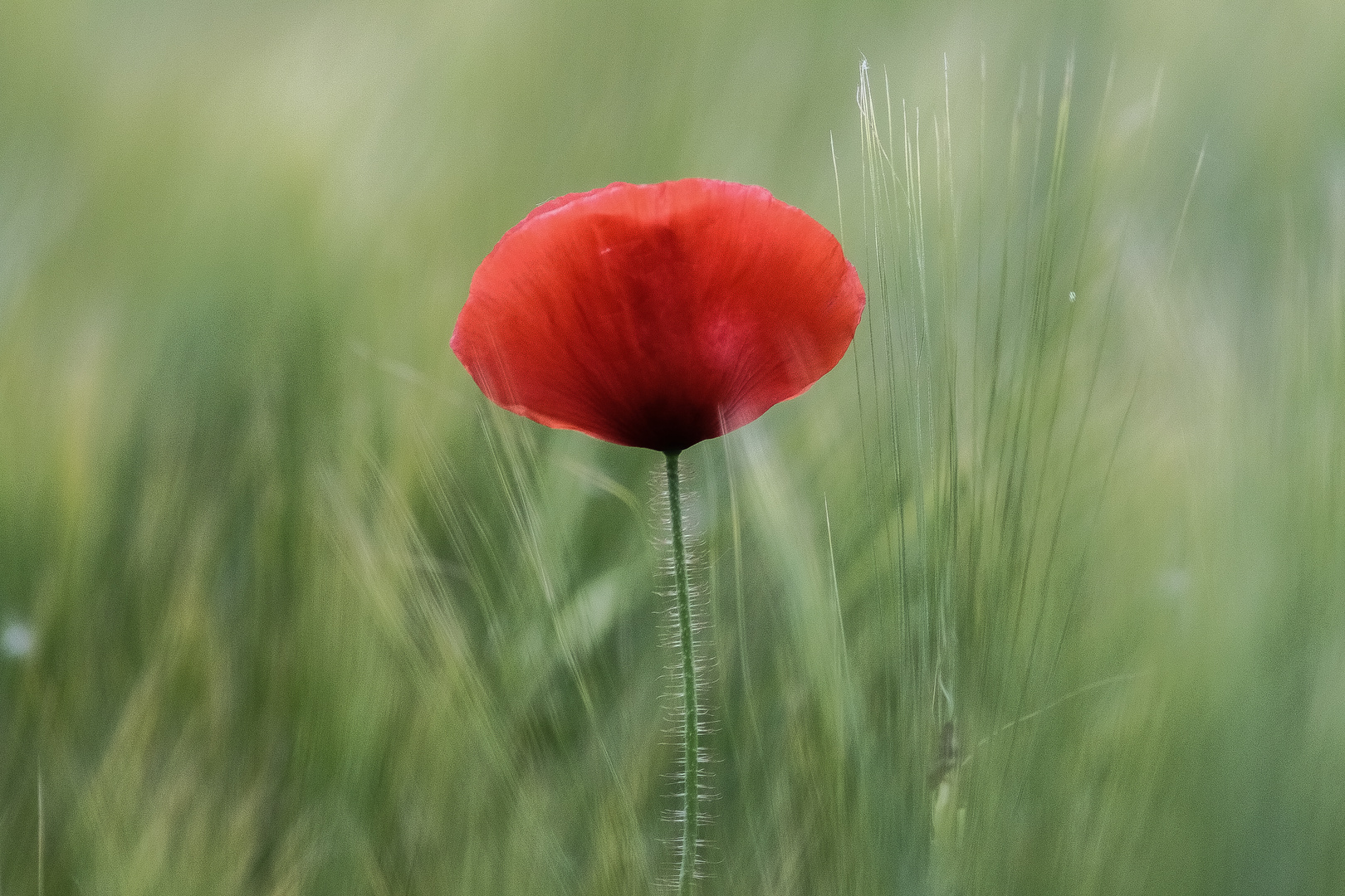 Mohn