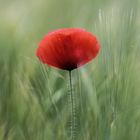 Mohn