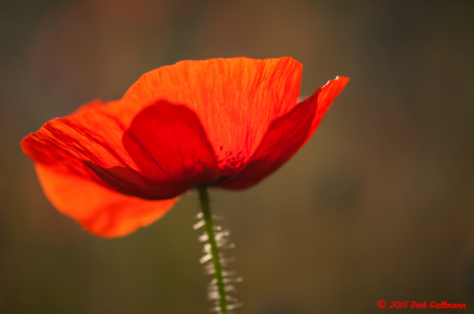 Mohn