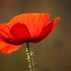 Mohn