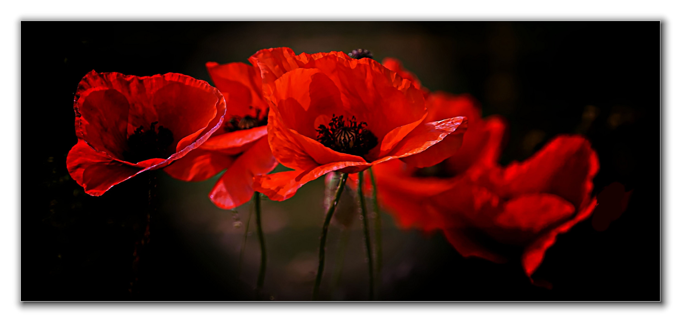 Mohn