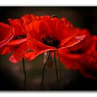 Mohn