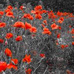 Mohn