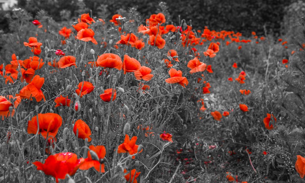 Mohn