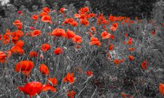 Mohn