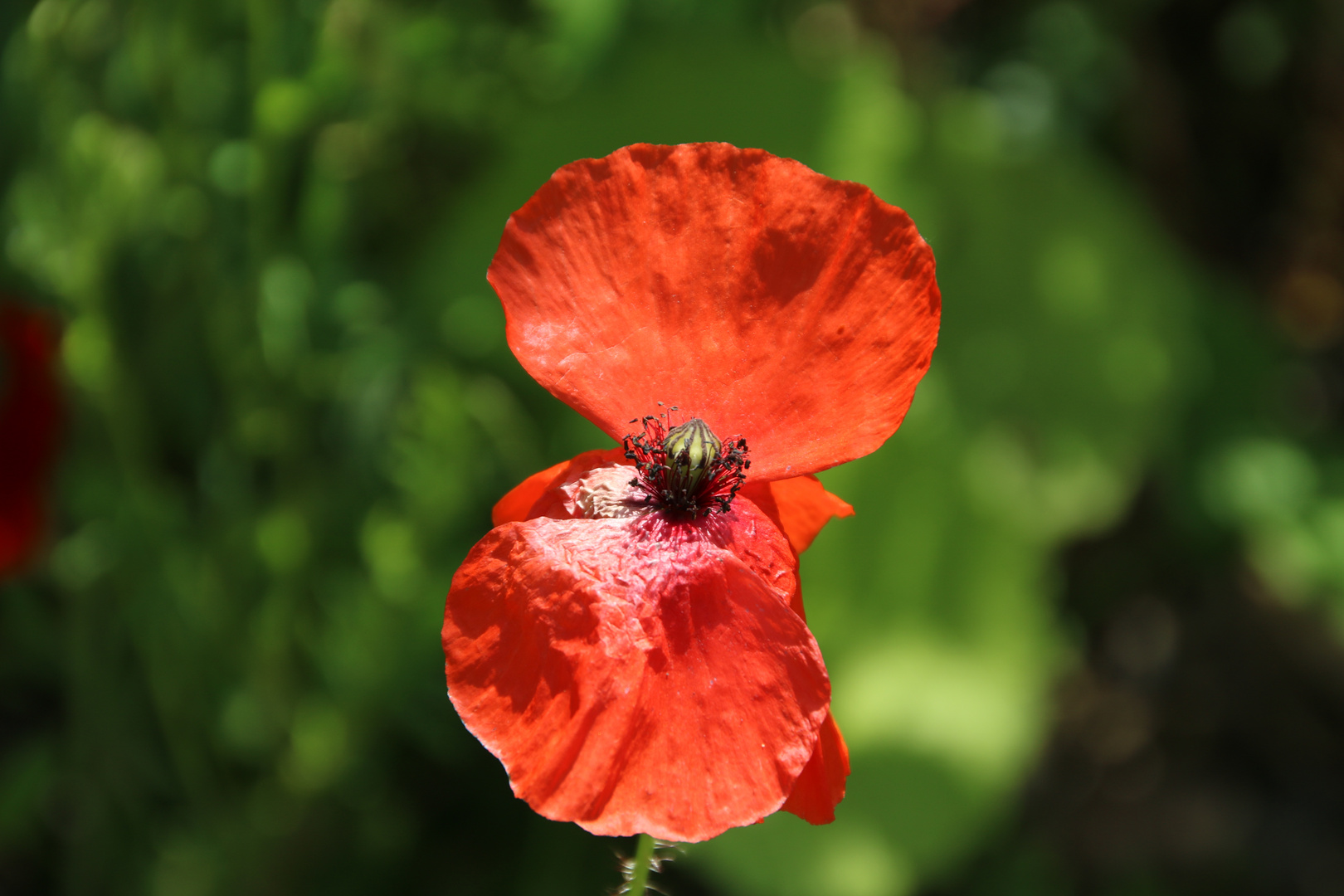 Mohn