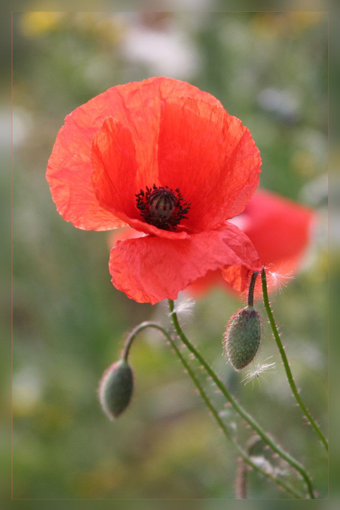 Mohn