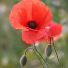 Mohn