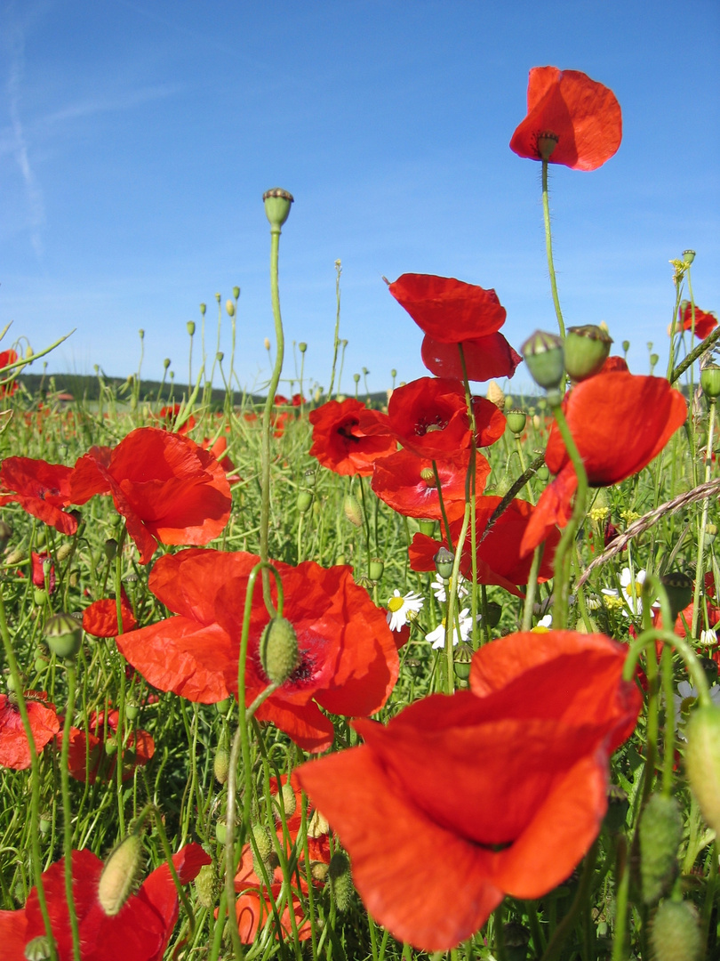 Mohn