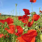 Mohn