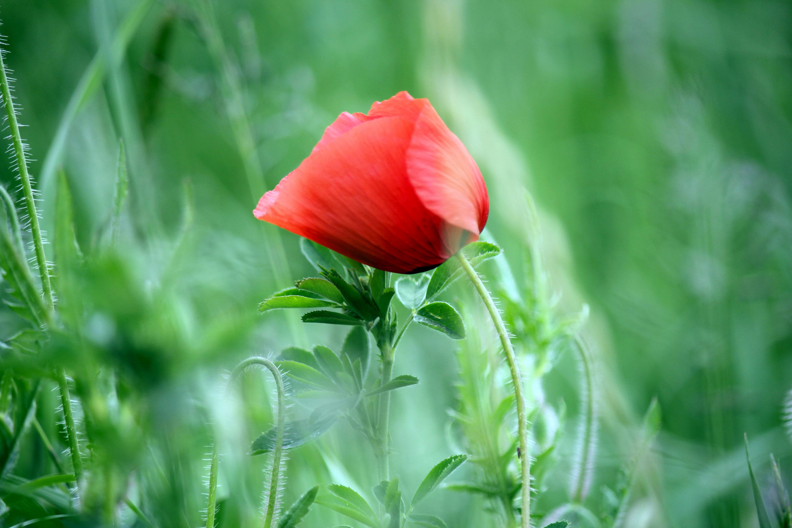 Mohn