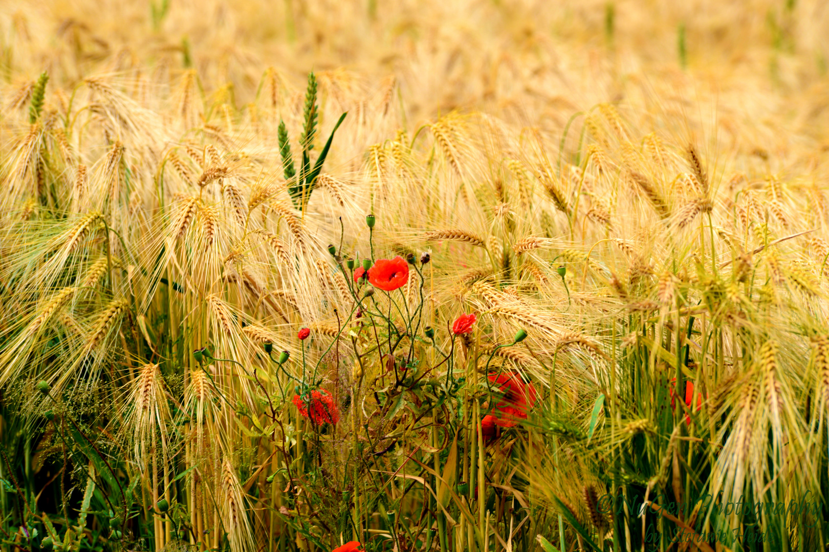 Mohn