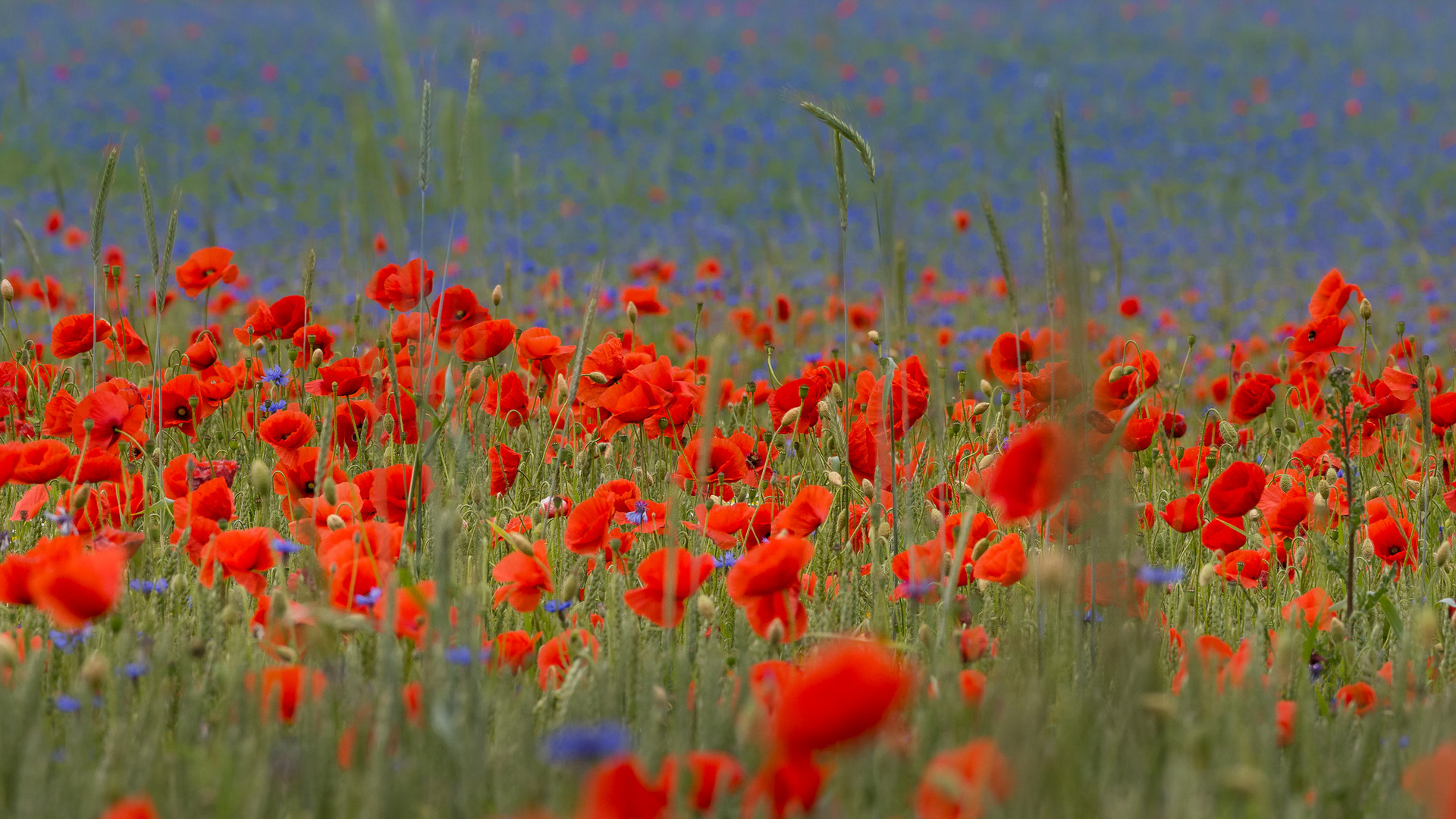 Mohn